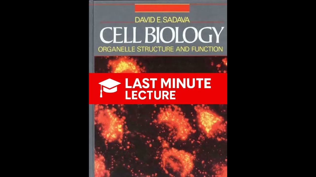 Ядрышко и рибосомы | Глава 11 – Клеточная биология: структура и функции органелл