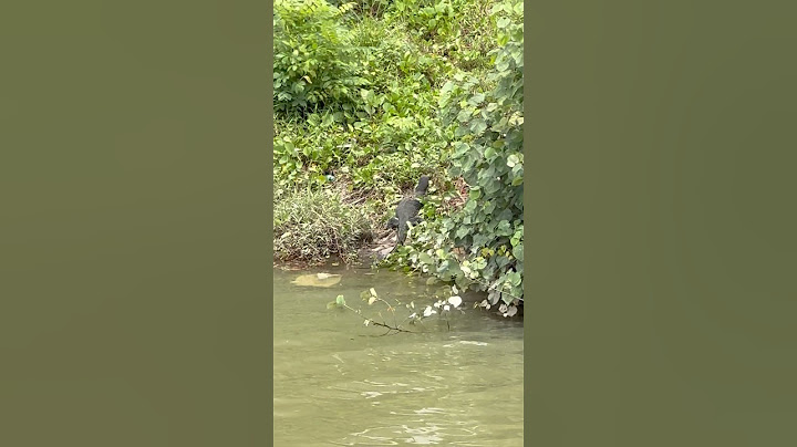 Huge monitor lizard chilling by the river Singapore Punggol