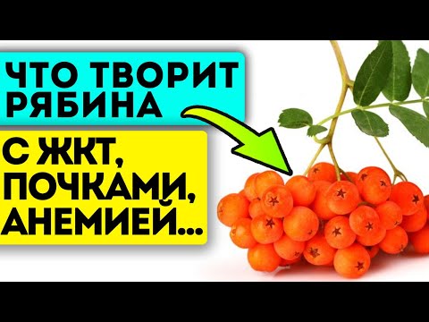 Не собирают, потому что не знают это! 7+ народных рецептов из рябины для здоровья твоего тела