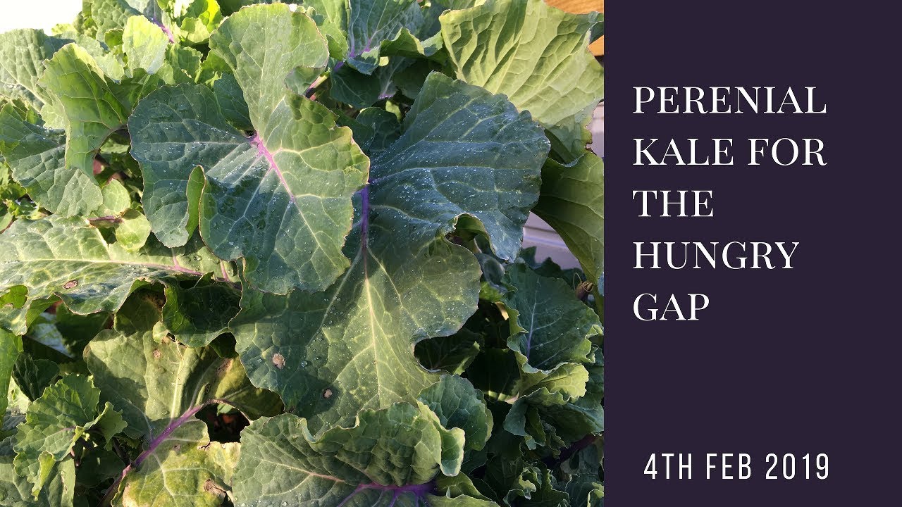 Growing Perennial Kale for The Hungry Gap YouTube