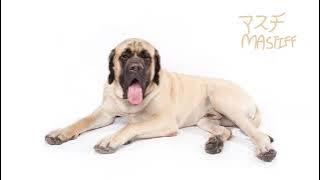 Koinu no Carnival - Vocaloid