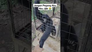 Jangan Sentuh Aku, Aku Jijik #Penangkaran #Breeding #Viral #Shortvideo