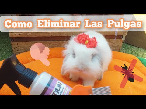 Video: Cómo Deshacerse De Las Pulgas En Los Conejos