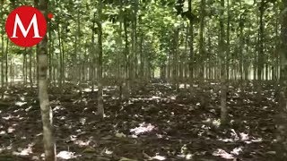 Plantación de árboles Teca | Conexión Milenio