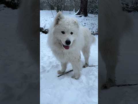 Snow and Samoyeds in the Scottish Highlands