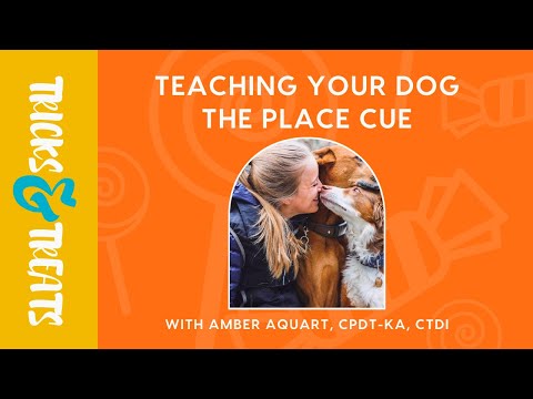 Video: Ajarkan Anjing Anda untuk Menghidupkan Sekitar di Cue