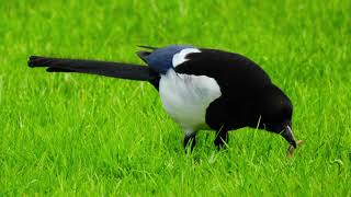 Eurasian Magpie song | Magpie Sound | Magpie Call | Birds Sounds