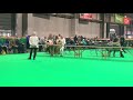 Crufts 2020, Pekingese,Puppy Dog Class