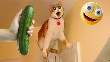 Funny Animal Videos 🤣 Try Not To Laugh Challenge #4