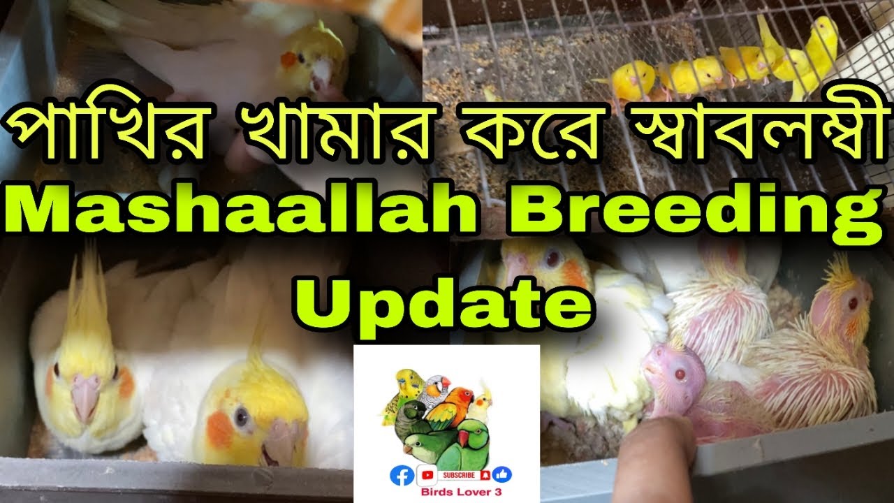 বাড়ির ছাদে পাখির খামার পদ্ধতি | ককাটেল পাখির খামার করার পদ্ধতি || ককাটেল পাখির খামার করে স্বাবলম্ভী