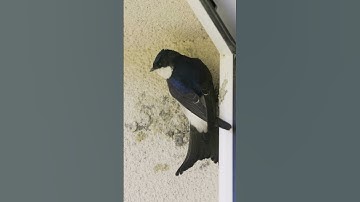 Get to Know Swiftlets