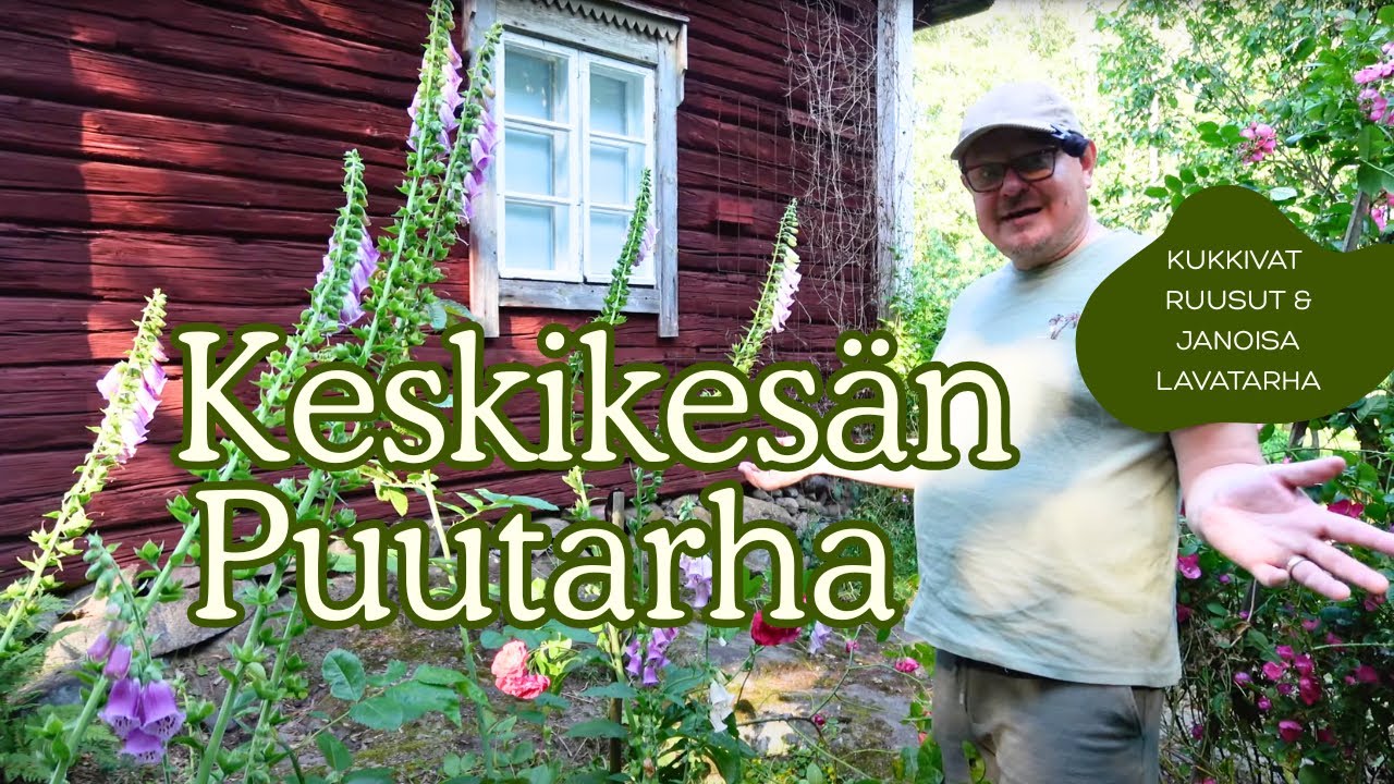 Keskikesän puutarha: kukkivat ruusut ja lavatarha