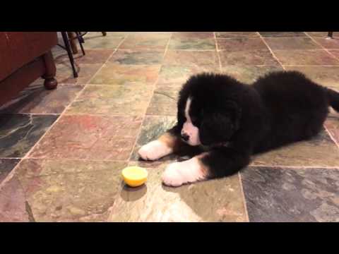 Video Bernese Mountain Dog Puppy vs Lemon