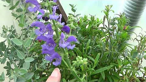 Blue Cloud Salvia Seedlings Blooming, How To Care ...