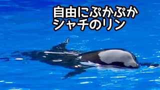 シャチ リンちゃん ぷかぷか浮かんでいる様子です【名古屋港水族館
