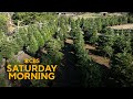 Christmas tree farm rents live trees every year