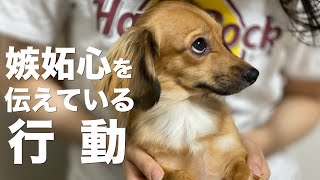 犬が嫉妬している時にする行動 犬 嫉妬 やきもち 行動 意味 Youtube 犬が嫉妬している時にする行動 犬 嫉妬 やきもち 行動 意味 Youtube