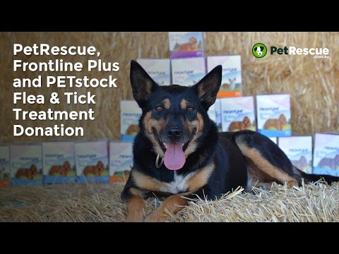 petstock flea treatment