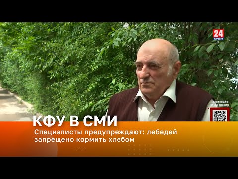 Специалисты предупреждают: лебедей запрещено кормить хлебом