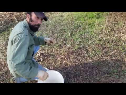 Video: Should You Kill Coyotes: Effective Methods of Coyote Control in Gardens
