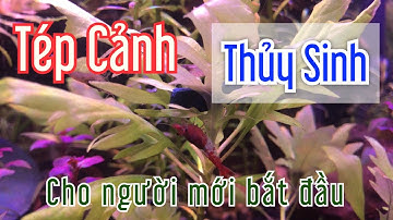 [Mv Ấn Tượng Official] Thú chơi Tép cảnh cho người mới bắt đầu | TÉP THUỶ SINH