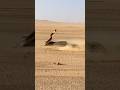 The Moment the Snake Realized Swallowing a Porcupine Was a Huge Mistake”