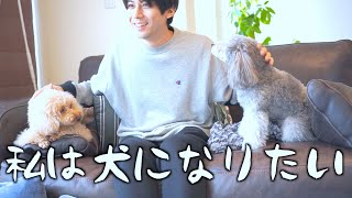 🐶犬３匹？で仲良くお留守番。【トイプードルのグリィ】【犬】【dog】【toy poodle】