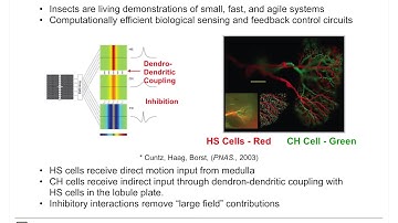 Autonomous Bio-Inspired Small-Object Detection and Avoidance