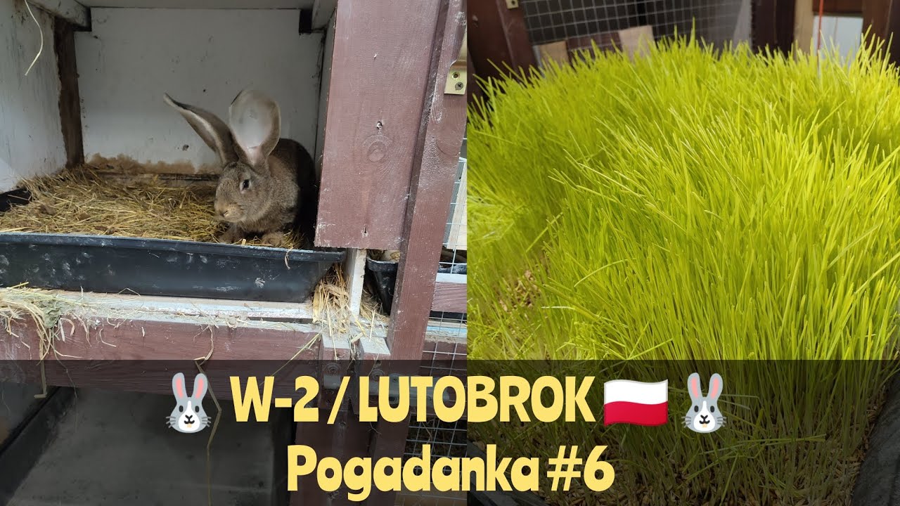 A ja znowu kombinuję, cuduję i testuję. Kiełki owsa- czy nowy 