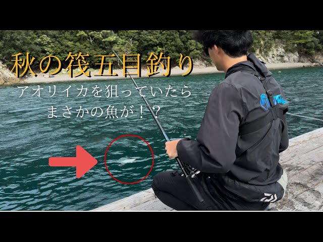 筏五目釣り】ヤエン釣りでアオリイカを狙っていたらまさかの魚が