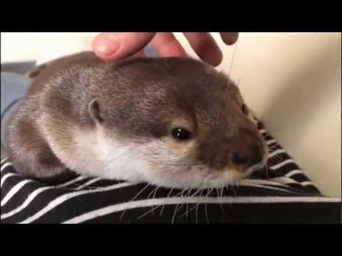 cutest-otter-ever---this-cutest-baby-otter-will-melt-your-heart