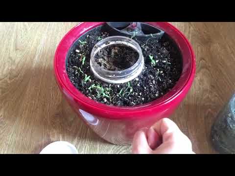 რა არის კომპოსტი და როგორ/რატომ გავაკეთოთ ის ქალაქის პირობებში