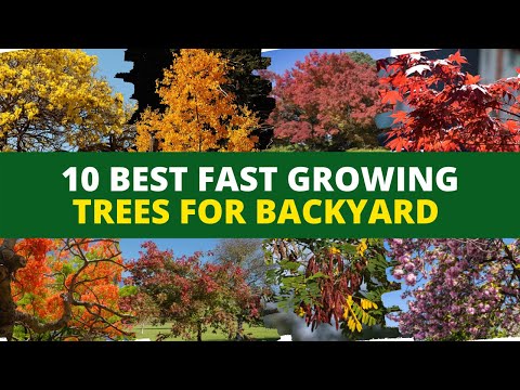 Video: Träd som växer snabbt – vilka träd som växer snabbt i landskapet