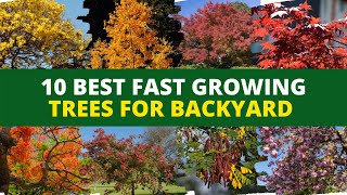 Top 10 Best Fast Growing Trees for Backyard 🌳 Backyard Garden Ideas 💡 -  YouTube