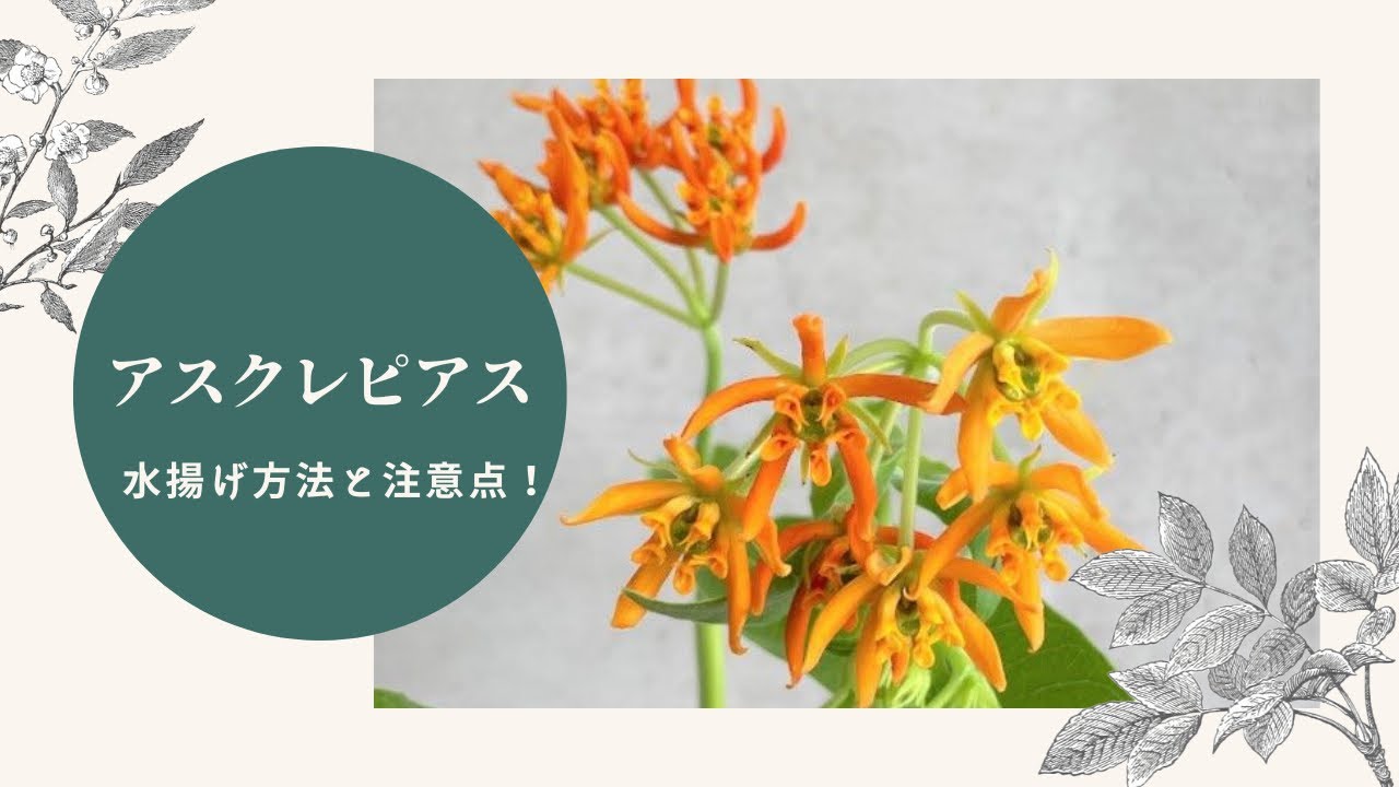 アスクレピアスを長持ちさせる方法！【水揚げ方法と注意点】 - YouTube