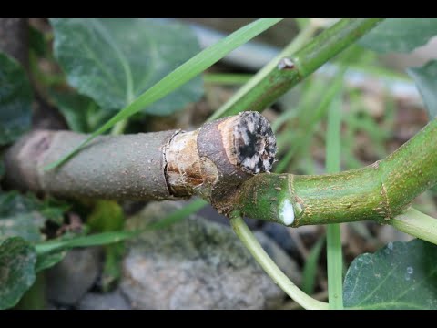 Video: Wat is boomgordel - moet jy vrugtebome omgord vir beter opbrengste