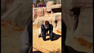 Incredible AI Videos Trending Worldwide 🌍#viralvideo #wildlife #lion