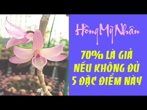 Video: Trồng Hồng Mỹ: Thông tin Về Cây Hồng Mỹ