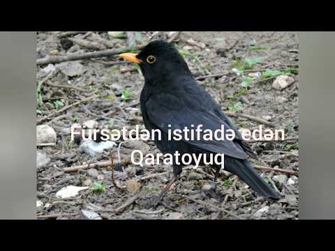 Ov sezonunun bitməsini fürsət bilib, yanıma gələn Qaratoyuq, Blackbird  #qaratoyuq #ovçu #balıqçı