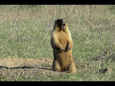 Сурок байбак. Как кричит сурок. ( Marmota bobak )