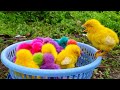 Catching chickenscute chickens rainbow chickenscolorful chickensrainbow chickensanimals cute 99