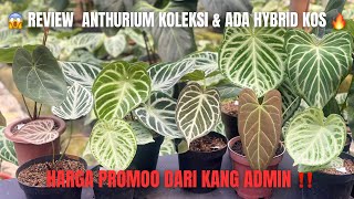 😱 DON'T MISS OUT‼️ REVIEWING COLLECTIBLE & HYBRID ANTHURIUMS AT PROMO PRICES 🔥