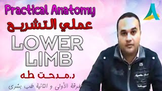 Dr.Medhat - Practical Anatomy - LOWER LIMB (2) - Tibia