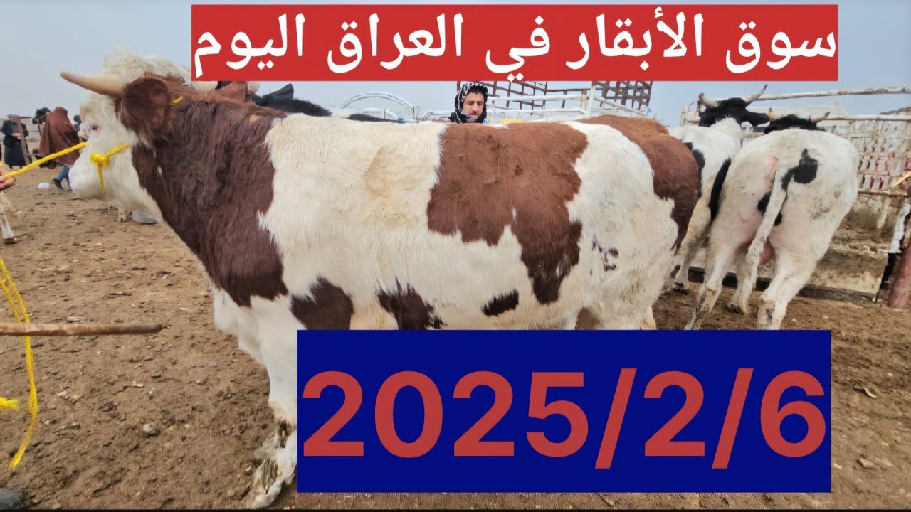 #صعود في أسعار سوق_الأبقار  في العراق سوق محافظة ديالى وسط العراق