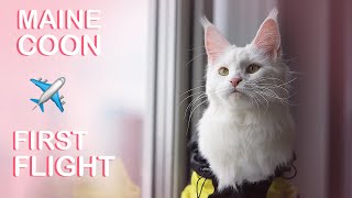 First Flight with a Maine Coon Cat (Reaction +tips how to fly with a cat and set up a new home) Net Worth