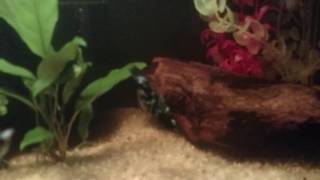 Dalmatian Molly has swim bladder disease