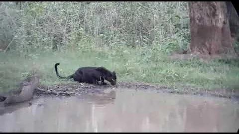Black leopard in Tadoba National Park Chandrapur Maharashtra ( JBL Tech )
