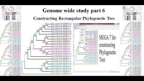 Genome wide study Part 6 | Rectangular Phylogenetic Tree | MEGA7 | Alignment