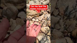 Hidden Ammonite Spotted in the Creek! Can You See It? #rockhounding #fossilhunting #fossil #nature
