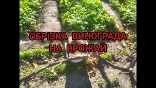 картинка: Найліпша та Легка ОБРІЗКА ВИНОГРАДА на ВРОЖАЙ !!?